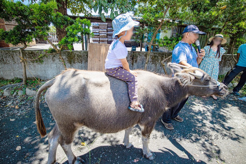 宜蘭景點【心心農家樂】全台唯一療癒系農場，戲水池摸蜆、水牛、抱小豬、小羊、小白兔、雞鴨