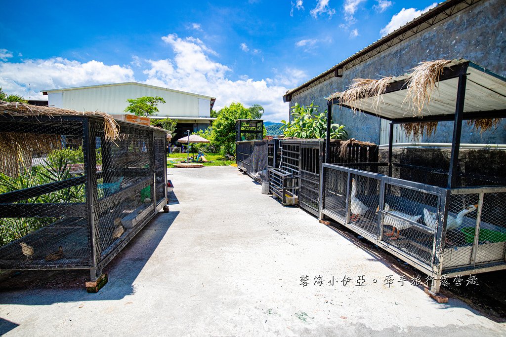 宜蘭景點【心心農家樂】全台唯一療癒系農場，戲水池摸蜆、水牛、抱小豬、小羊、小白兔、雞鴨