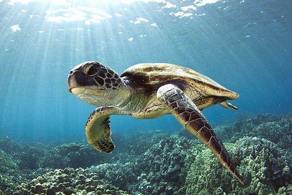 bigstock-Hawaiian-Green-Sea-Turtle-42231286.jpg