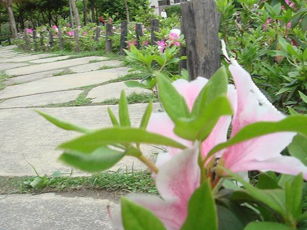 DSC08515.JPG