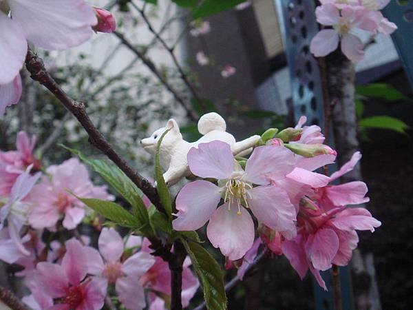 DSC08787.JPG
