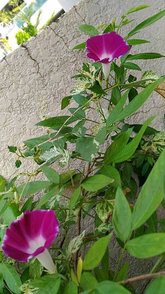 20161017165546.jpg