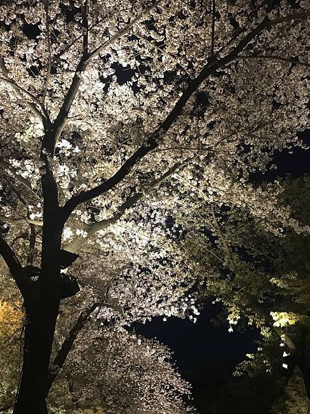 20190408_IMG_9400.JPG