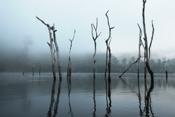 FORBIDDEN WHITE FOREST