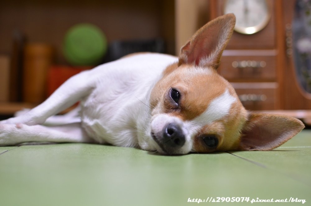 DSC_0854.jpg
