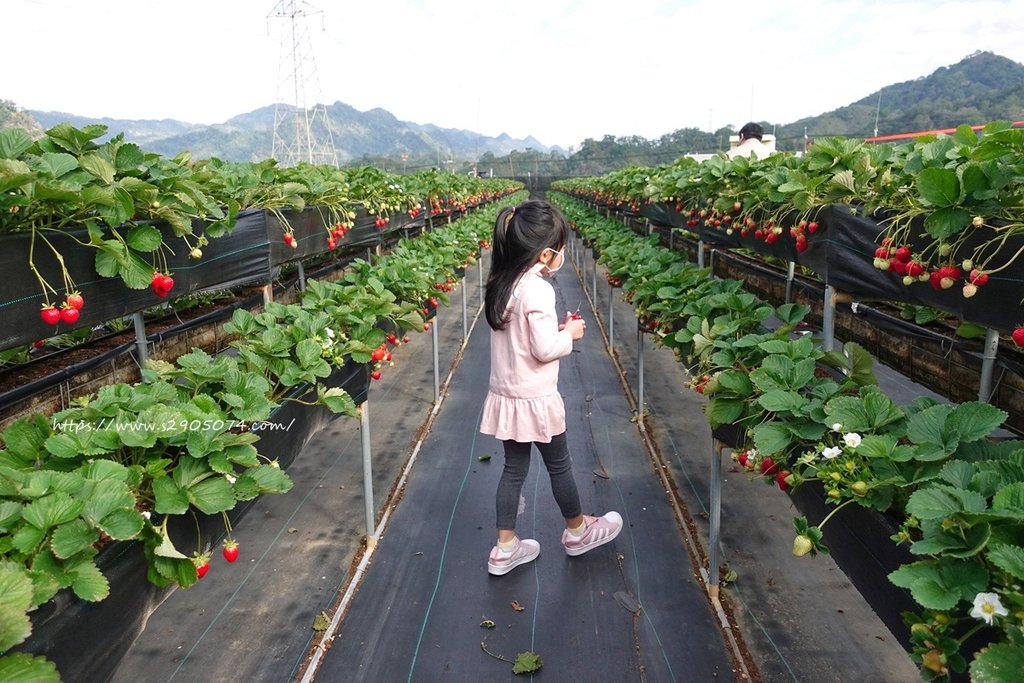 依虹高架草莓園