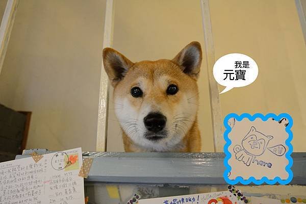 元寶.jpg