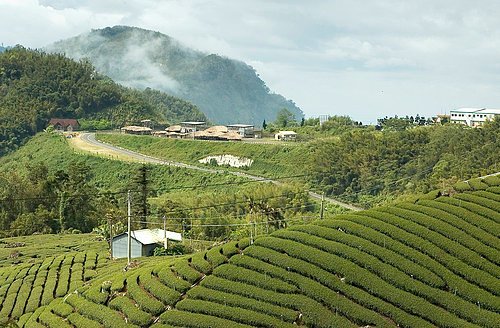 八卦茶園