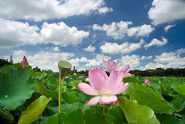 蓮花ken拍攝