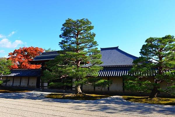 日本 天龍寺 黃牛拍攝