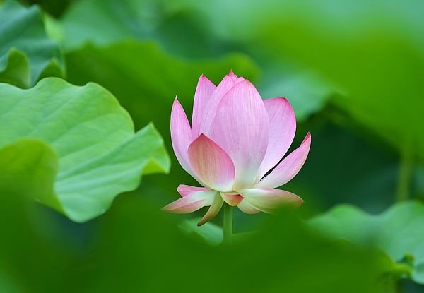 三の小豬 拍攝