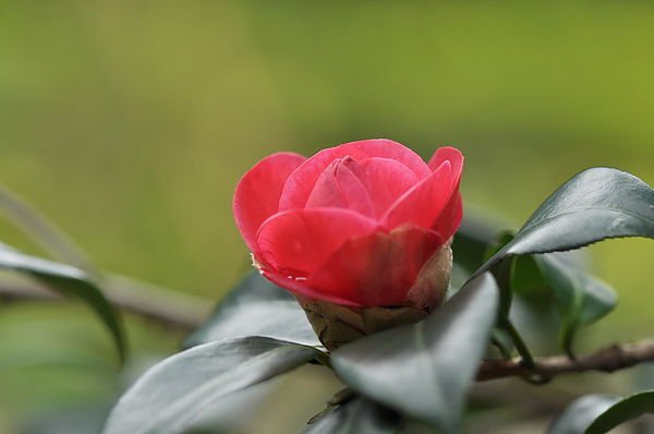 茶花 水哥拍攝