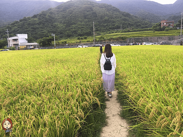 新社梯田-2