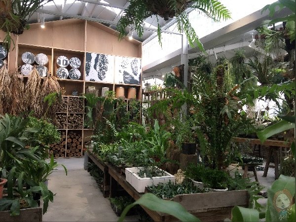 嘉義梅山 空氣圖書館內蕨類植物