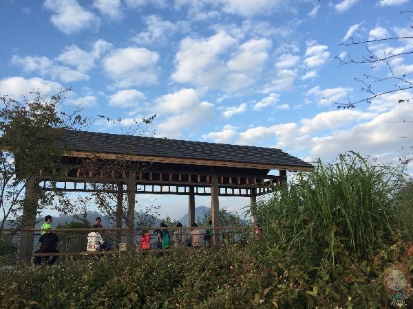 嘉義梅山 雲之南道：茶園步道