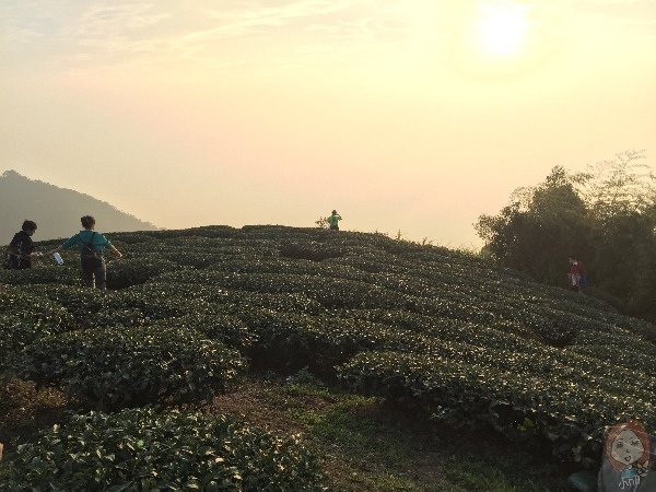 嘉義梅山 雲之南道：茶園步道