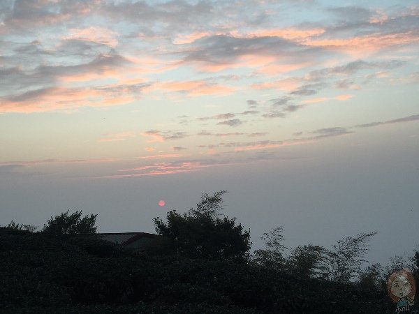 嘉義梅山 雲之南道：茶園步道夕陽西下