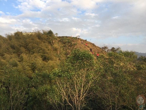 嘉義梅山 雲之南道：茶園步道