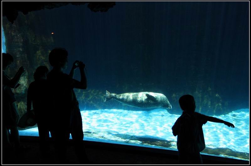 遠雄海洋公園27