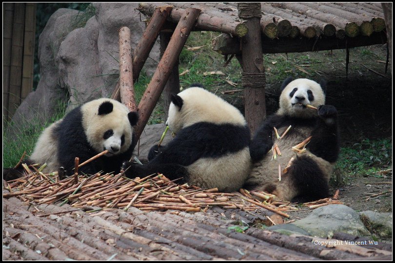 成都大熊貓繁育研究基地(CHENGOU RESEARCH BASE OF GIANT PANDA BREE)06