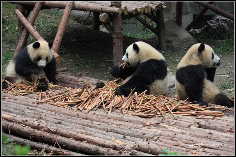 成都大熊貓繁育研究基地(CHENGOU RESEARCH BASE OF GIANT PANDA BREE)07