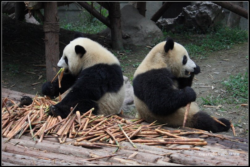 成都大熊貓繁育研究基地(CHENGOU RESEARCH BASE OF GIANT PANDA BREE)08