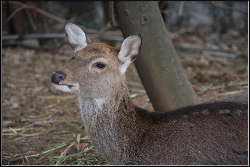 新竹市立動物園07