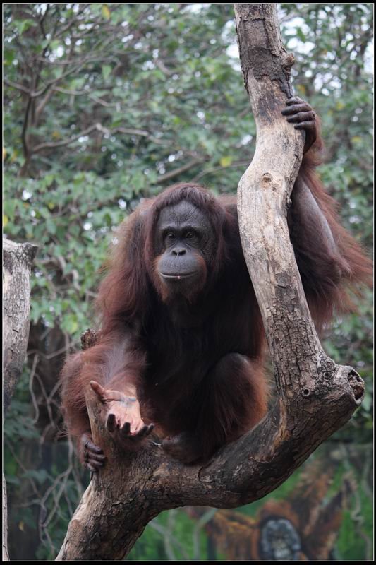 新竹市立動物園10