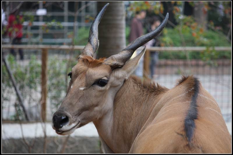 新竹市立動物園16