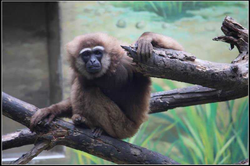 新竹市立動物園17