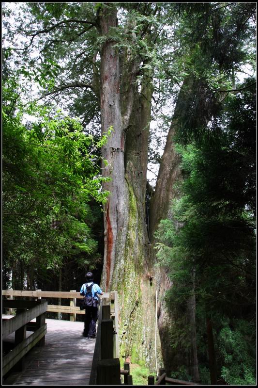 檜山巨木群步道04