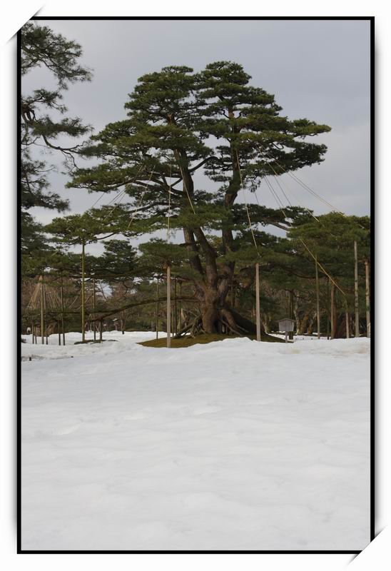 兼六園(Kenroku-en)22