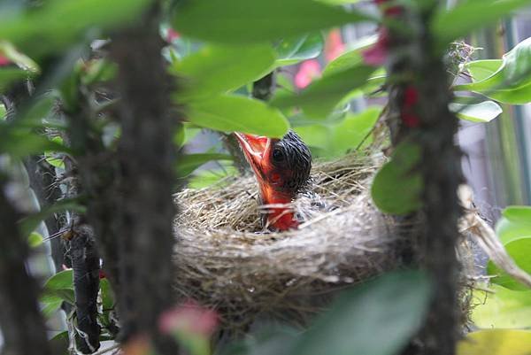 白頭翁的寶寶及鳥爸爸鳥媽媽