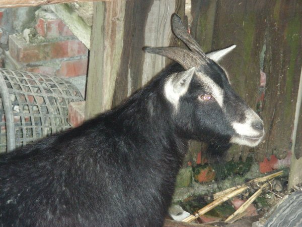 小山羊.jpg