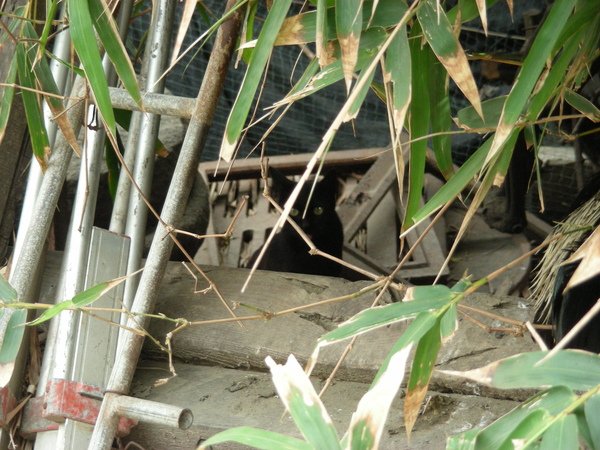 小黑貓.jpg