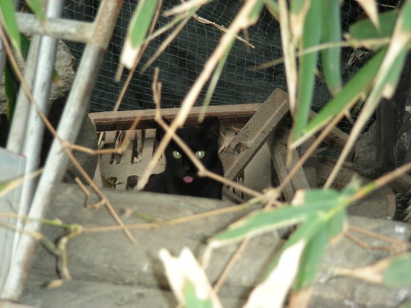 小黑貓2.jpg