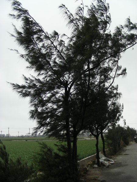 樹枝是長斜的.jpg