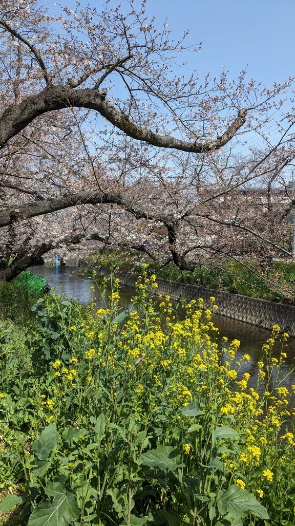 202403名古屋賞櫻買香之旅