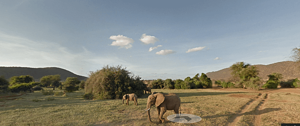 elephant