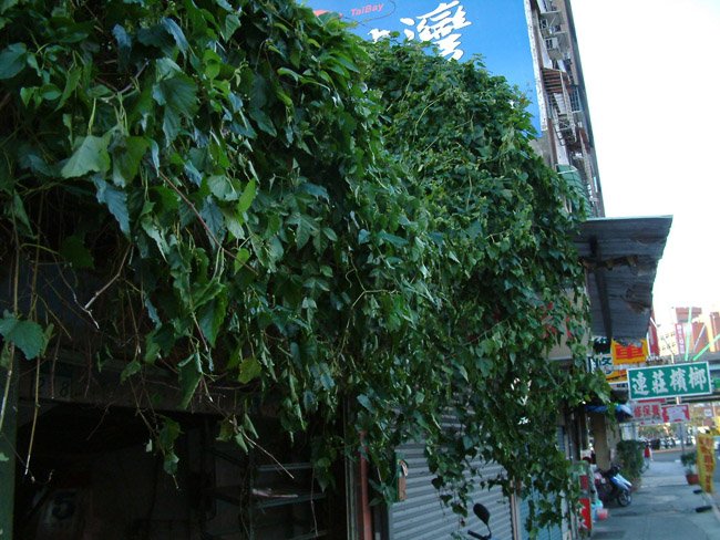 DSCF0033.JPG