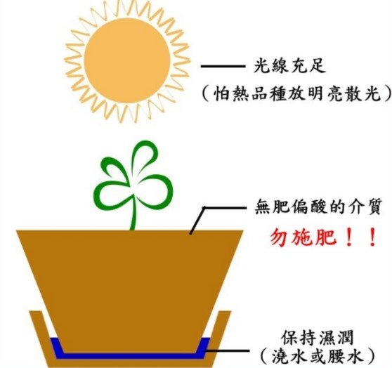 毛氈苔栽培基本說明