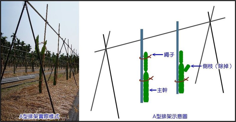 紅龍果整枝