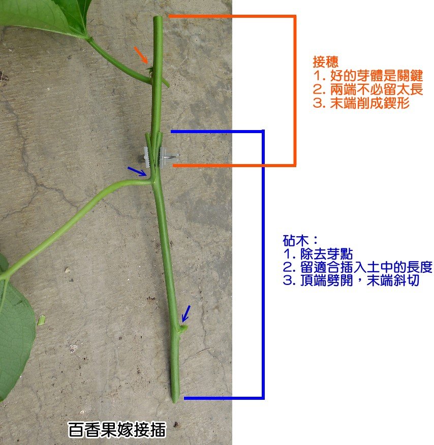 百香果嫁接插-3