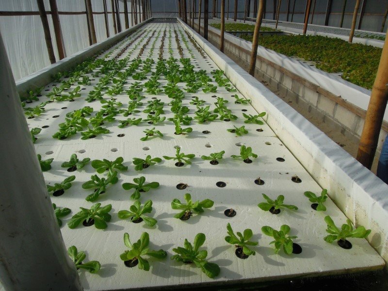 Aquaponics_20130121 (12).JPG