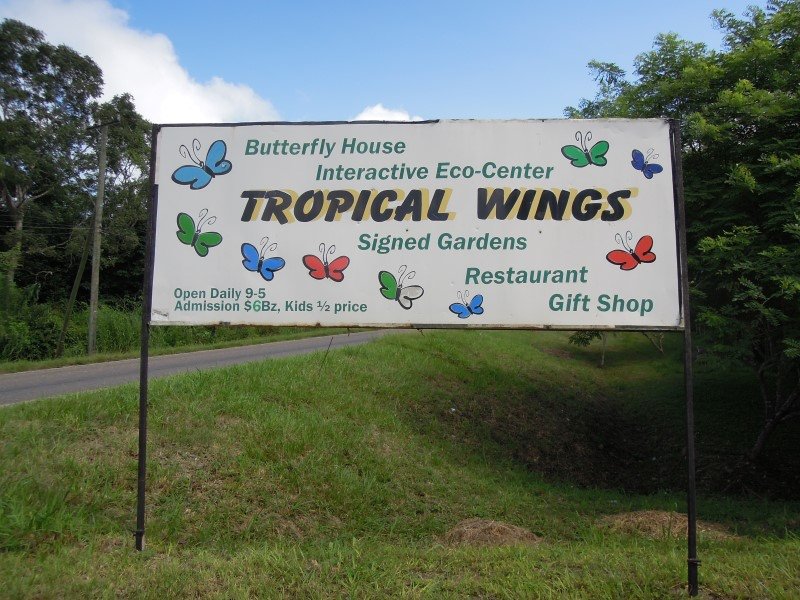 Tropic Wings_0.JPG