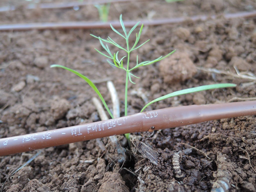 Introduce of Drip Irrigation_Sunny_06.JPG