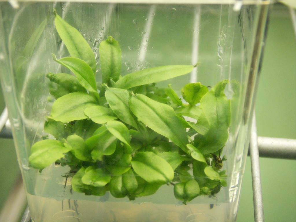 In Vitro Nep Seed Germination_11.jpg