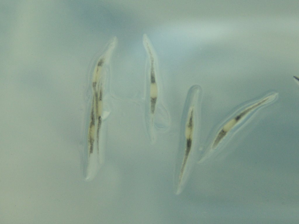 In Vitro Nep Seed Germination_2.jpg