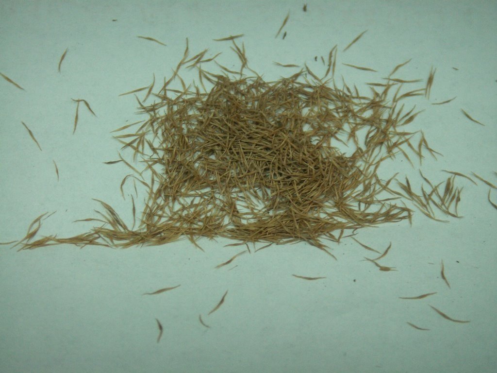 In Vitro Nep Seed Germination_1.jpg