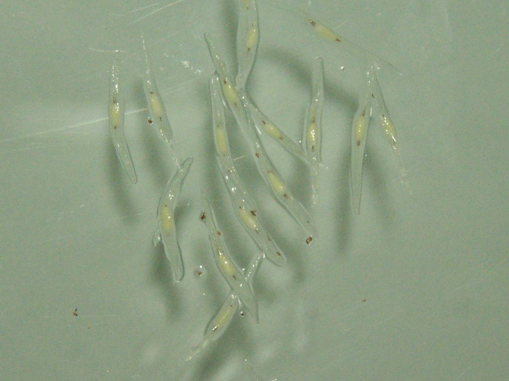 In Vitro Nep Seed Germination_3.jpg